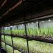 Как организовать выращивание зеленого лука Бизнес на зеленом луке зимой
