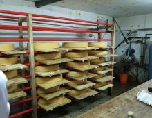 Производство сыра как бизнес: подробный план развития